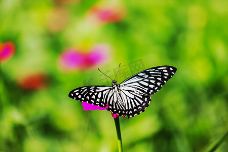 一朵花上的黑白蝴蝶