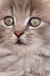 美丽的灰色小猫