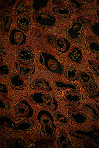 器官组织摄影照片_100x显微镜下的腹股沟睾丸组织