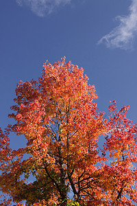 红色和橙色的树叶摄影照片_秋天的枫树，有红色和橙色的叶子