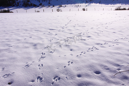 冬天雪地野兔的踪迹