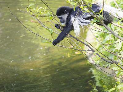 年幼的 Mantled guereza 猴子也叫 Colobus guereza 吃树叶，在水面上爬树枝，自然阳光，复制空间