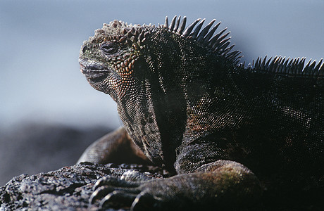 厄瓜多尔加拉帕戈斯群岛海鬣蜥在岩石上休息