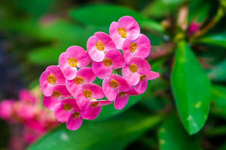 带粉红色盛开的迷你花的多刺多肉植物