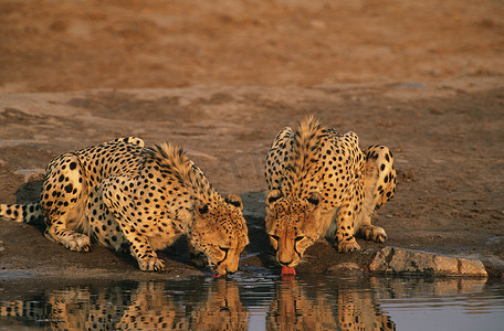 两只猎豹 (Acinonyx Jubatus) 在水坑喝水