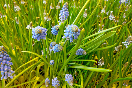 在绿草的美丽的蓝色野花。