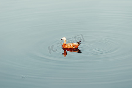 单独红色麻鸭在水中游泳。 