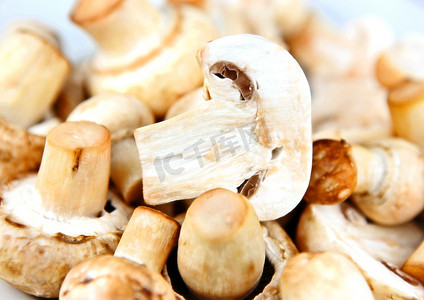 一种可食用的蘑菇，尤其是大量栽培的菌种 Agari