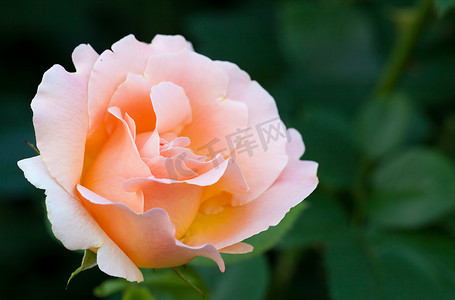 绿色玫瑰花摄影照片_一朵粉红色的玫瑰花在夏日花园里绽放