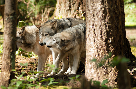 野生动物狼群站立与北美野生动物玩耍