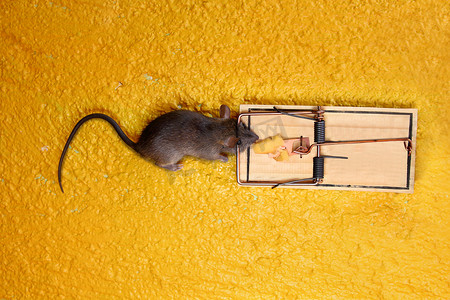 黄色奶酪陷阱中的死老鼠