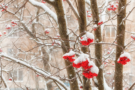 成群的浆果山灰与积雪