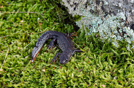 特医摄影照片_newt triton eft 冷血两栖动物 苔藓