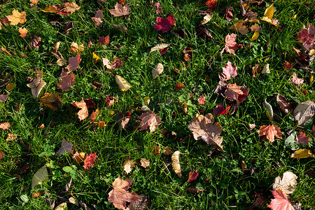 感恩秋天摄影照片_美丽的秋季公园里，黄色、橙色和红色的秋枫叶落在地上