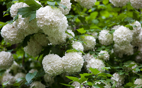 玫瑰花枝摄影照片_Guelder 玫瑰花枝