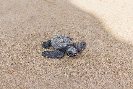 斯里兰卡美蕊沙海滩刚孵出的海龟宝宝。