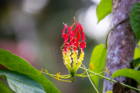 火焰百合花是自然界中一朵美丽而独特的花，红色和黄色的颜色组合，