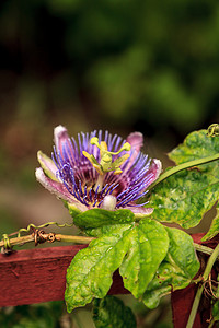 紫色蓝色西番莲花藤本植物 Passiflora caerulea blo