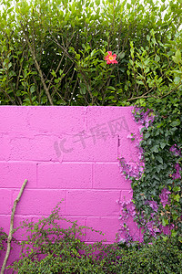美丽的粉红色花园墙花