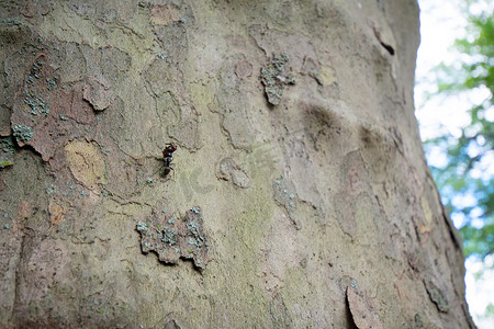 一只大蚂蚁背着一只死虫上树