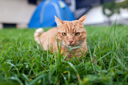 耳朵短毛摄影照片_长着橙色眼睛的短毛猫红色虎斑猫蹲在新鲜的绿色草丛中。