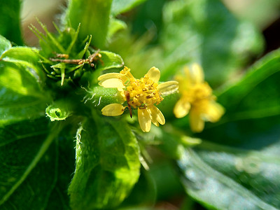 枯萎的桃树摄影照片_具有自然背景的节点杂草（也称为 Synedrella nodiflora、synderella 杂草）的宏观照片。