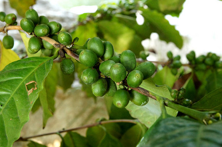 泰国树枝上生长的绿咖啡豆
