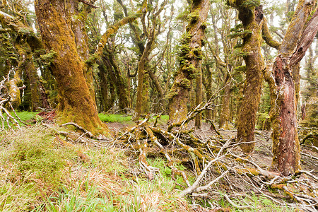 新西兰马尔堡的原始山雨林