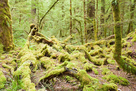 峡湾 NP NZ 的原始雨林荒野