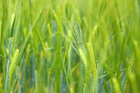大麦或小麦的年轻绿色耳朵。