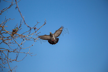 单鸽在空中飞翔