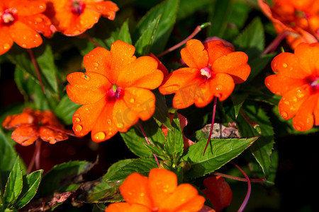 橙色花朵，花朵上有水滴