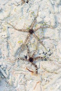 两只海星摄影照片_沙子背景上的两只海星