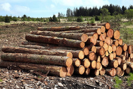 伐木业砍伐的森林松树原木树干