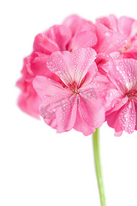露水摄影照片_粉红色的天竺葵花与水滴隔离