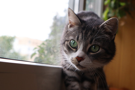 一只灰猫站在窗边的窗台上