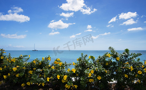 阿拉曼达花海再见