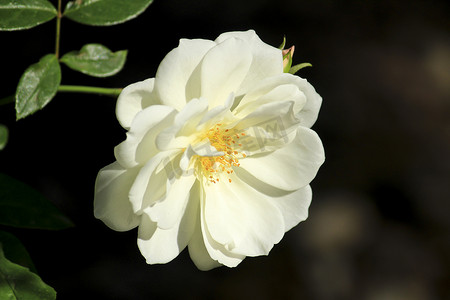 花园中的白蔷薇花