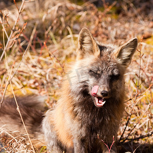 十字狐狸摄影照片_赤狐肖像，狐狸属，舔鼻子