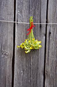 墙上挂的花摄影照片_木墙上挂着普通牛皮草（Primula veris）医用花束