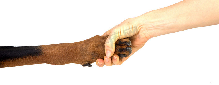 人与动物的友谊-小狗给女人爪子-韩