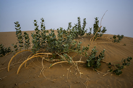 皇冠扁平化摄影照片_印度拉贾斯坦邦斋沙默尔塔尔沙漠的皇冠花