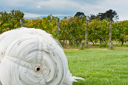 保护成熟葡萄的覆盖网卷