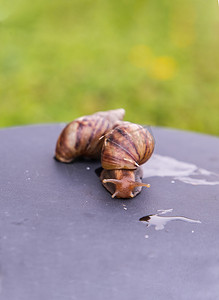 黑色钢制平台上爬行着两只外壳呈棕色条纹的深色菱形蜗牛。