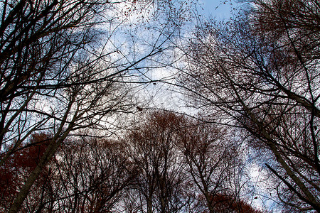 天猫理想生活摄影照片_多云的天空与秋天的树木