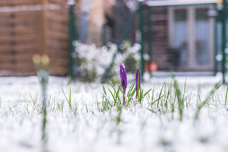 前院白雪皑皑的春天。