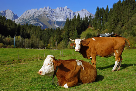 奥地利阿尔卑斯山上的两头牛