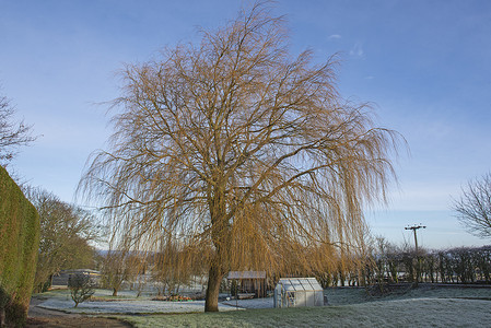 冬天乡村花园光秃秃的垂柳树