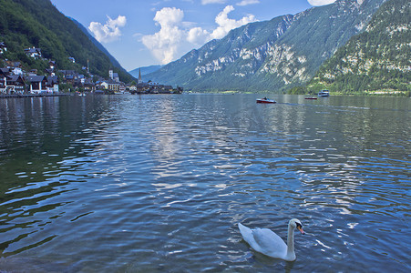 阿尔卑斯山的哈尔施塔特，奥地利湖中游泳的天鹅