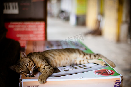 流浪猫摄影照片_印度孟买的流浪猫